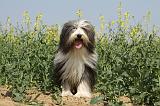 BEARDED COLLIE 205